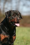 ROTTWEILER 621